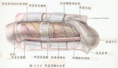 生殖器的解剖结构