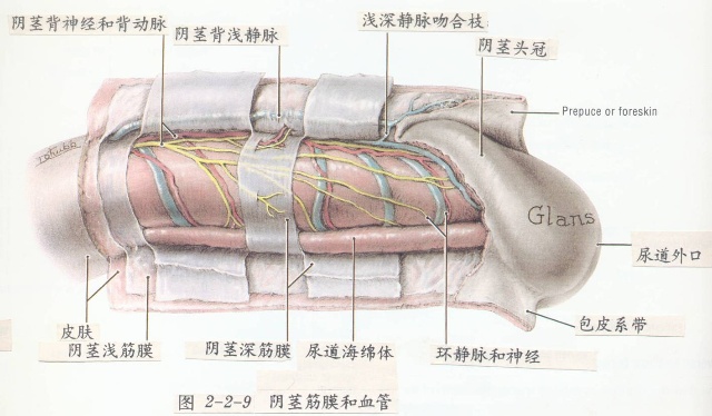 生殖器解剖